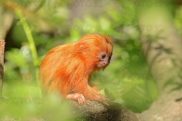 Young Golden Lion Tamarin