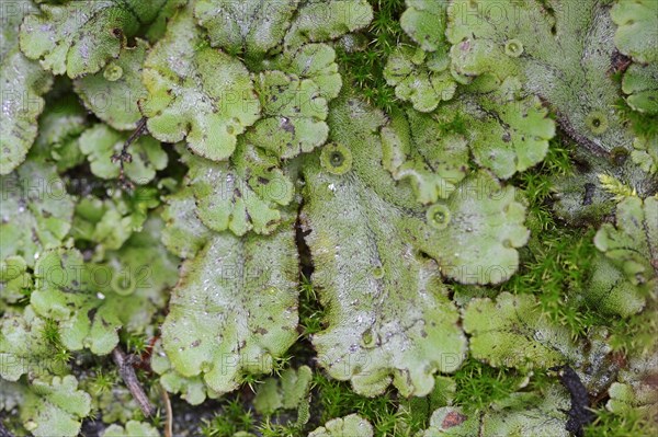 Common Liverwort