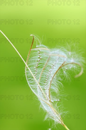 Smallflower Hairy Willowherb