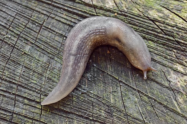 Tree Slug