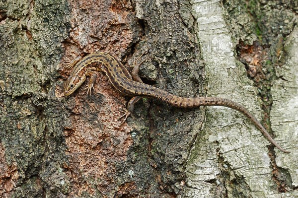 Viviparous lizard