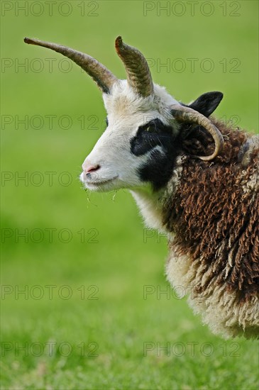 Jacob sheep