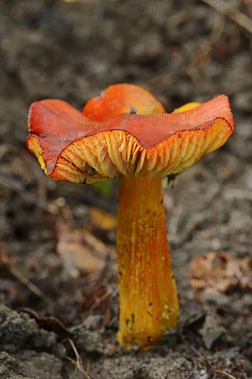 Blackening Wax Cap