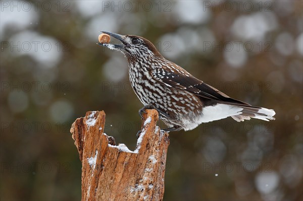 Spotted nutcracker