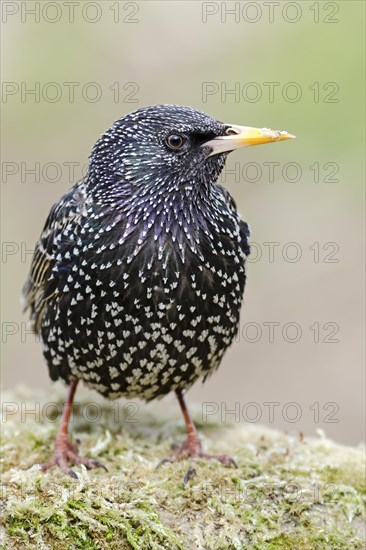 European Starling