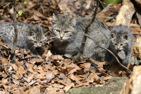 European Wildcat