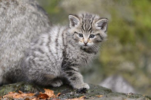 European Wildcat