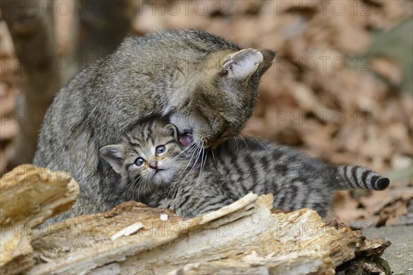 European Wildcat