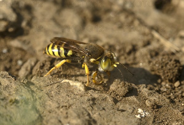 Gyroscopic wasp