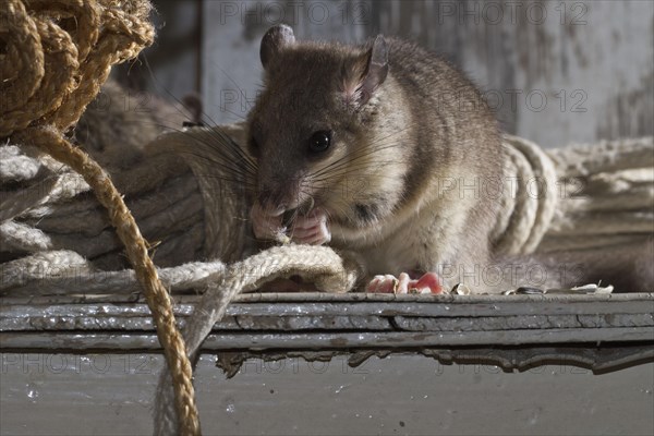 Fat dormouse