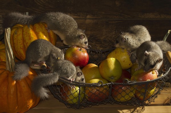 Edible dormouse