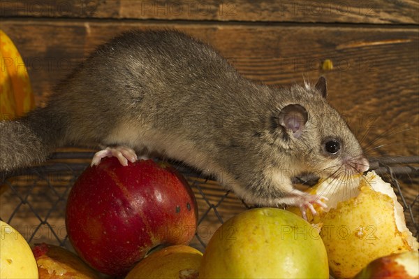 Edible dormouse