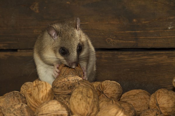 Edible dormouse