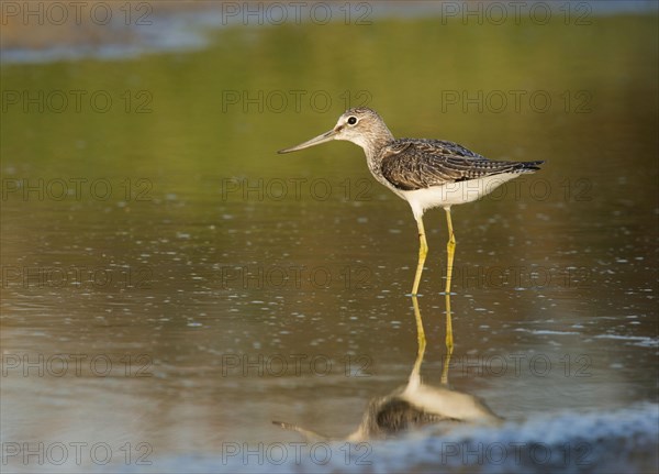 Common Greenshank