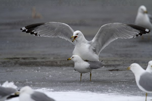 Ring-billed gulls