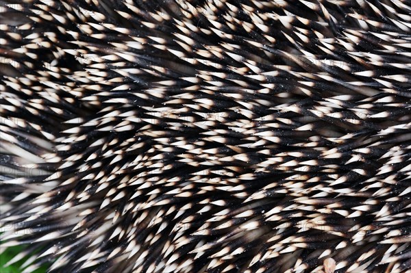 European Hedgehog