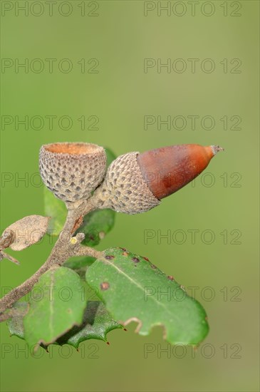 Acorn