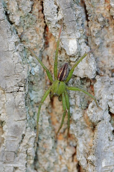 Green huntsman spider