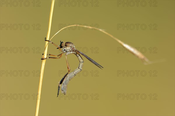 Striped Slender Robberfly