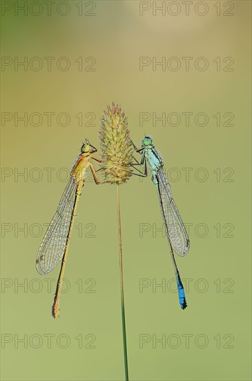 Blue-tailed damselflies