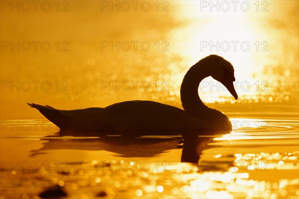 Mute swan