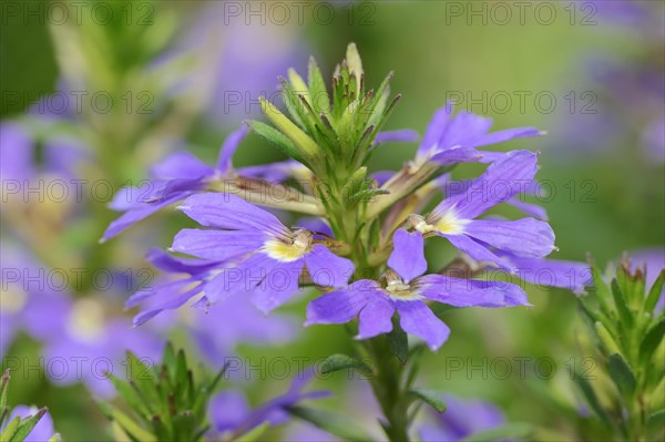 Fairy Fan-flower