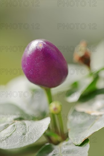 Tabasco 'Jalapeno Purple'