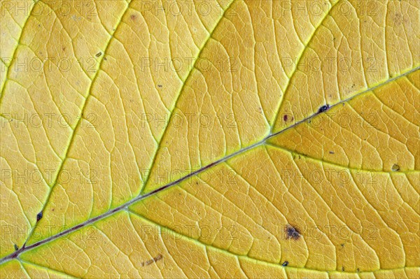 Red Osier Dogwood