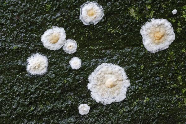 Detaching bark fungus