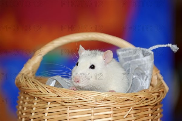 Coloured rat in basket