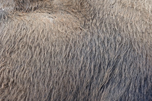 Bactrian camel