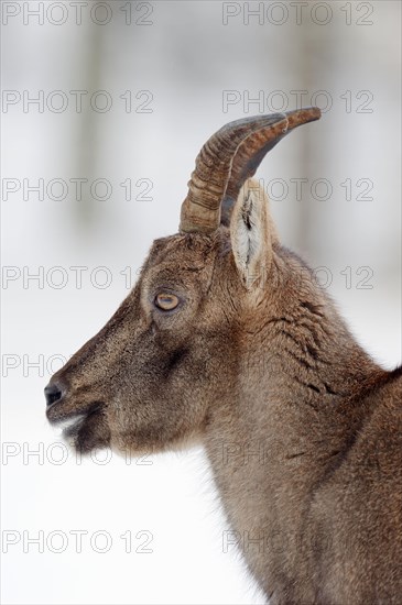 Alpine Ibex