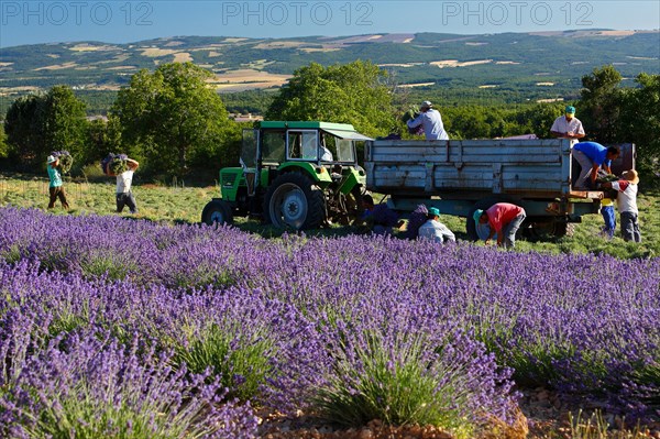 Lavender harvest