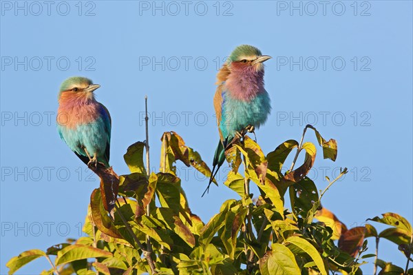 Lilac-breasted roller