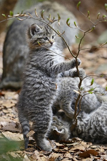 European Wildcat