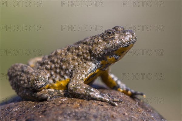 Yellow-bellied toad