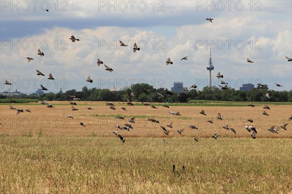 Domestic pigeons