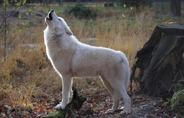 Tundra wolf