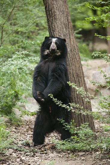 Spectacled Bear