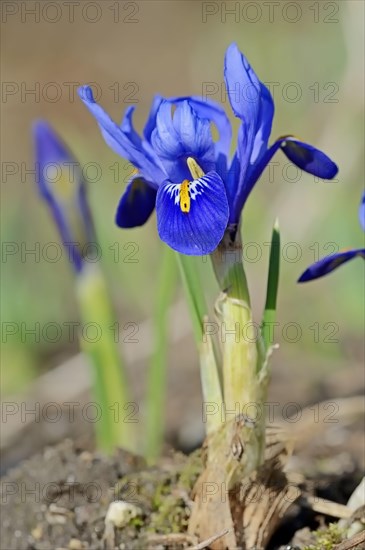 Iris reticulata