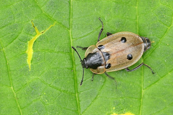 Burying Beetle