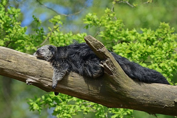 Binturong