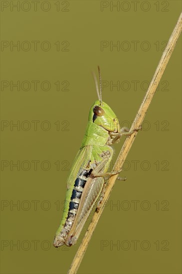 Common Meadow grasshopper