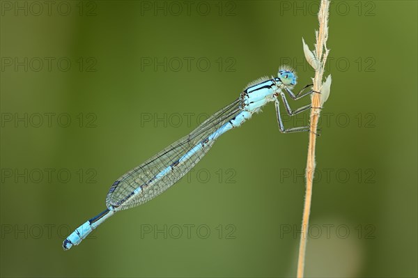 Common blue damselfly