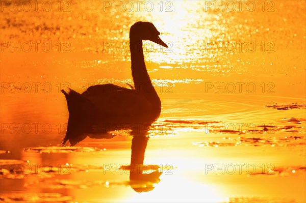 Mute swan