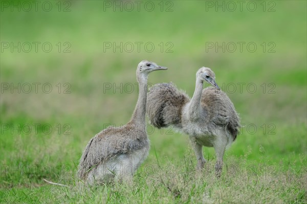 Young American Rhea