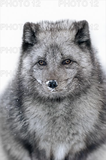 Arctic fox