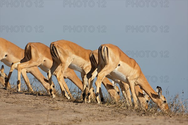 Blackfaced impala