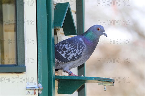 Domestic pigeon