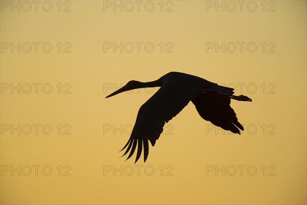 Black stork